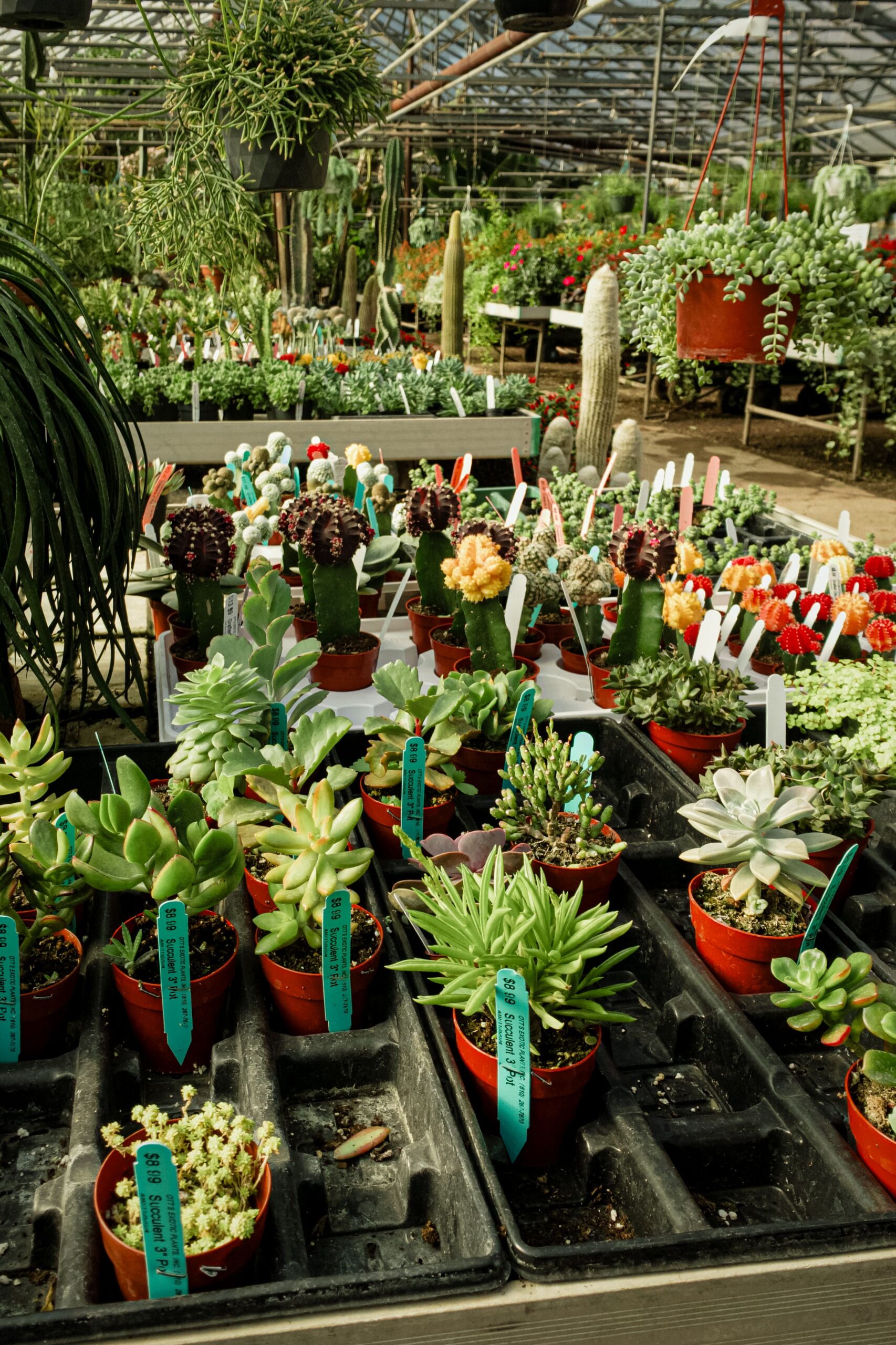 Colorful succulents and cacti in pots inside a greenhouse with ample greenery.