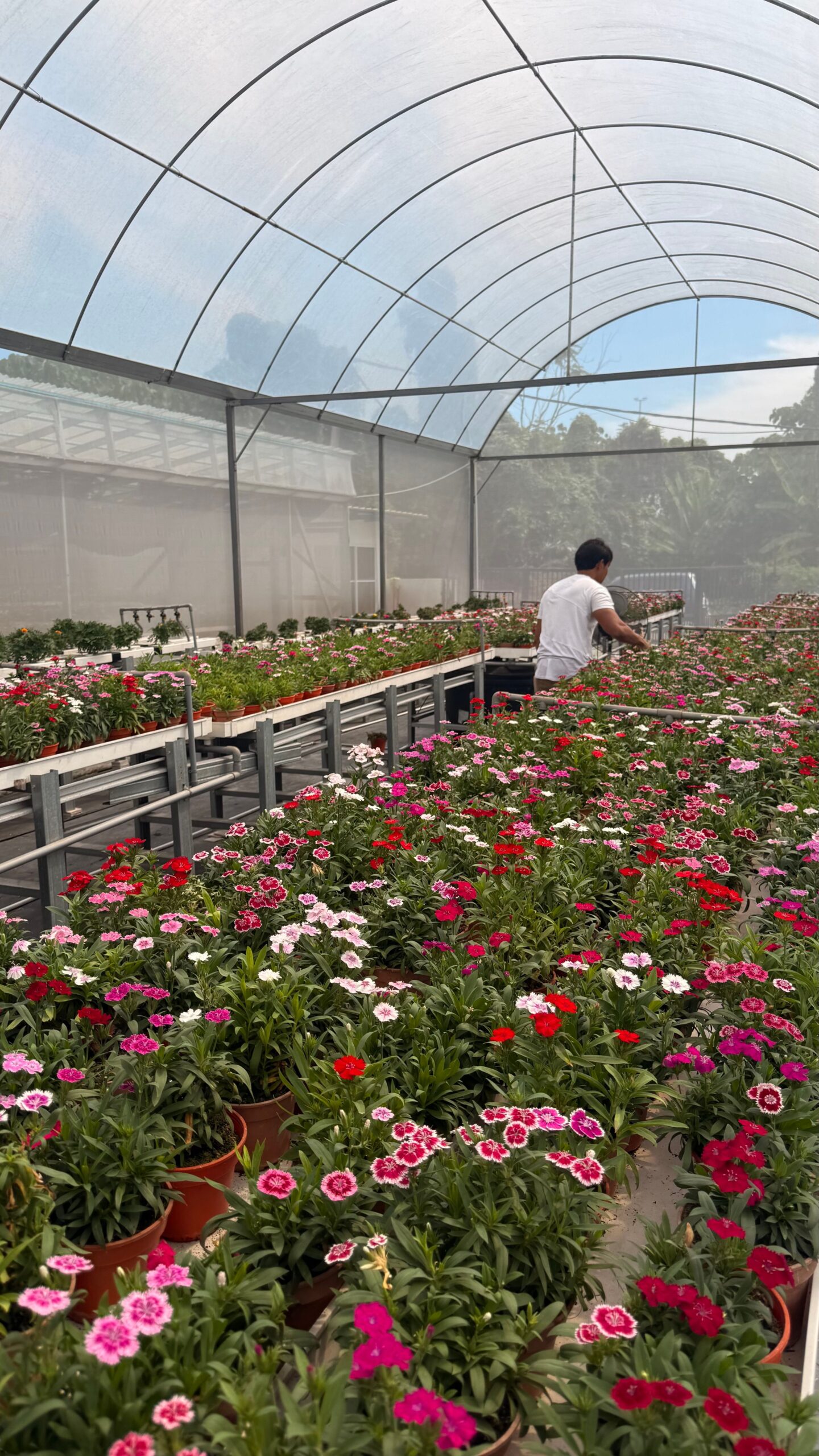 A person working in a vibrant greenhouse full of colorful flowers.